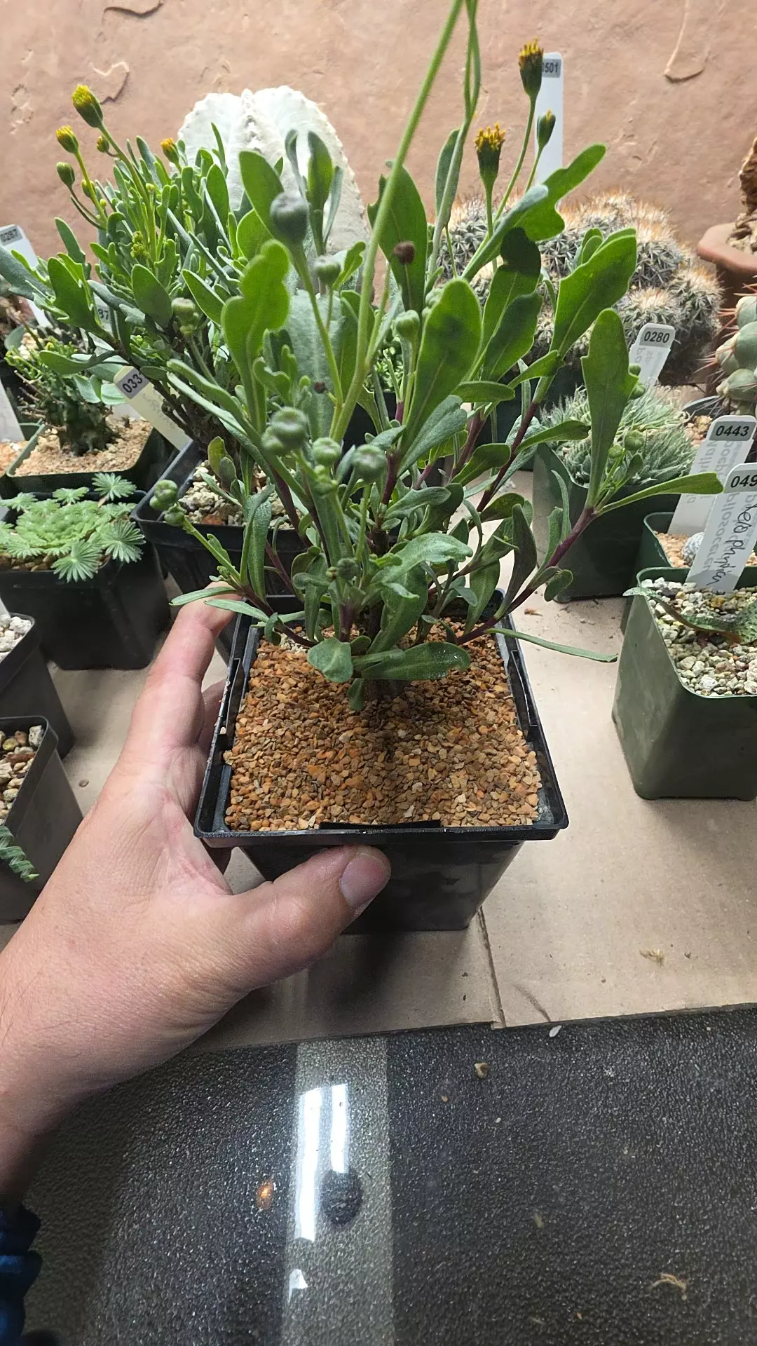 plant/Othonna retrofracta-0