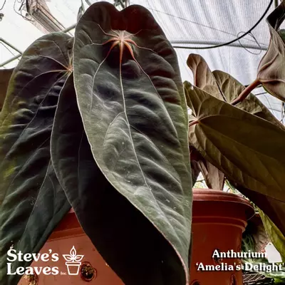 plant/PS-9327 (2 Seed) Anthurium ‘Amelia’s Delight’ (F2) SEED PACK-0-thumbnail