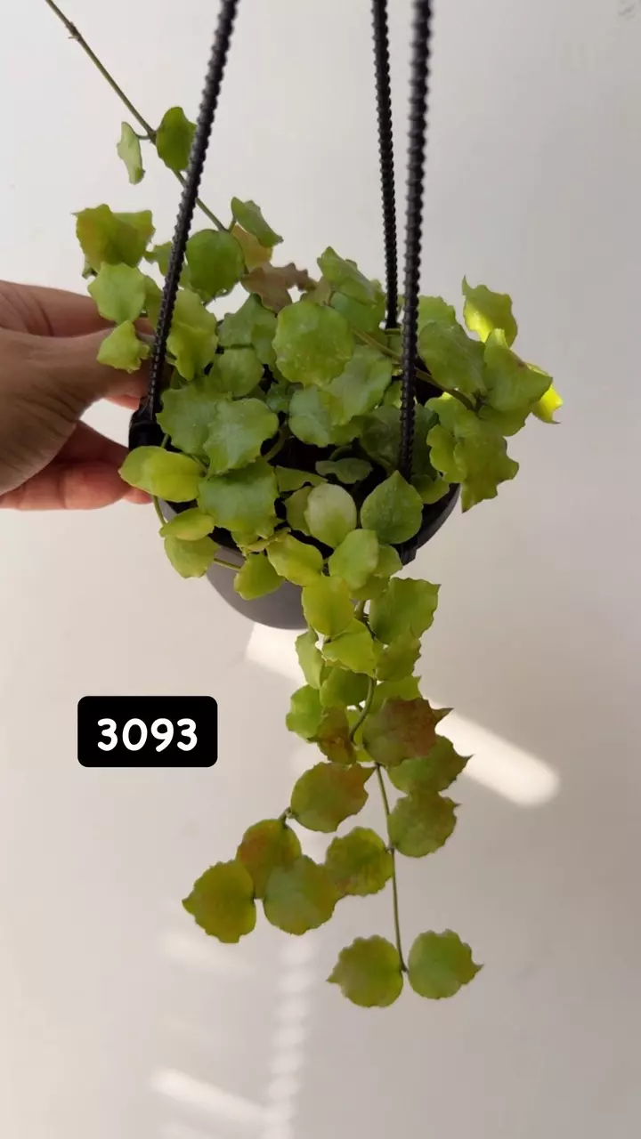 plant/3093 Endauensis sunstressed-0