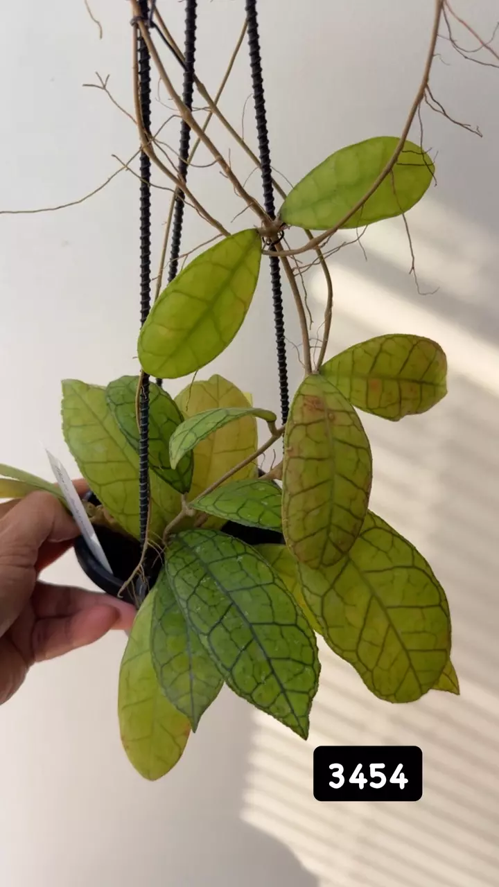 plant/3454 Finlaysonii NoVa-0