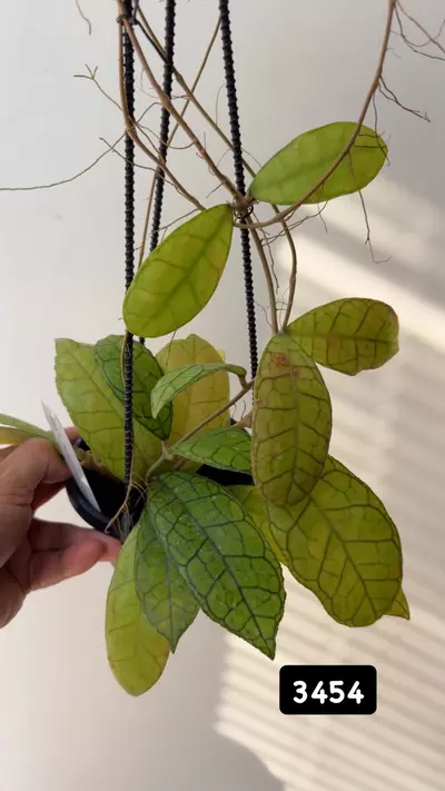 plant/3454 Finlaysonii NoVa-0-thumbnail