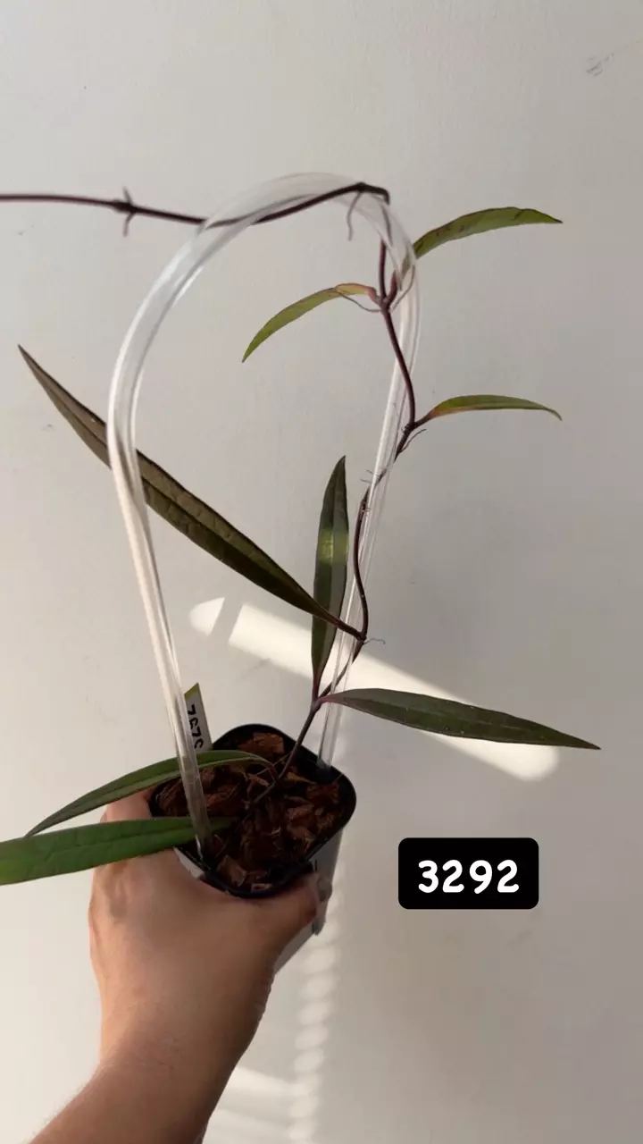 plant/3292 Sulawesiana-0