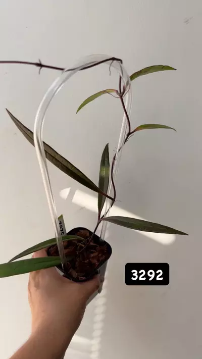 plant/3292 Sulawesiana-0-thumbnail