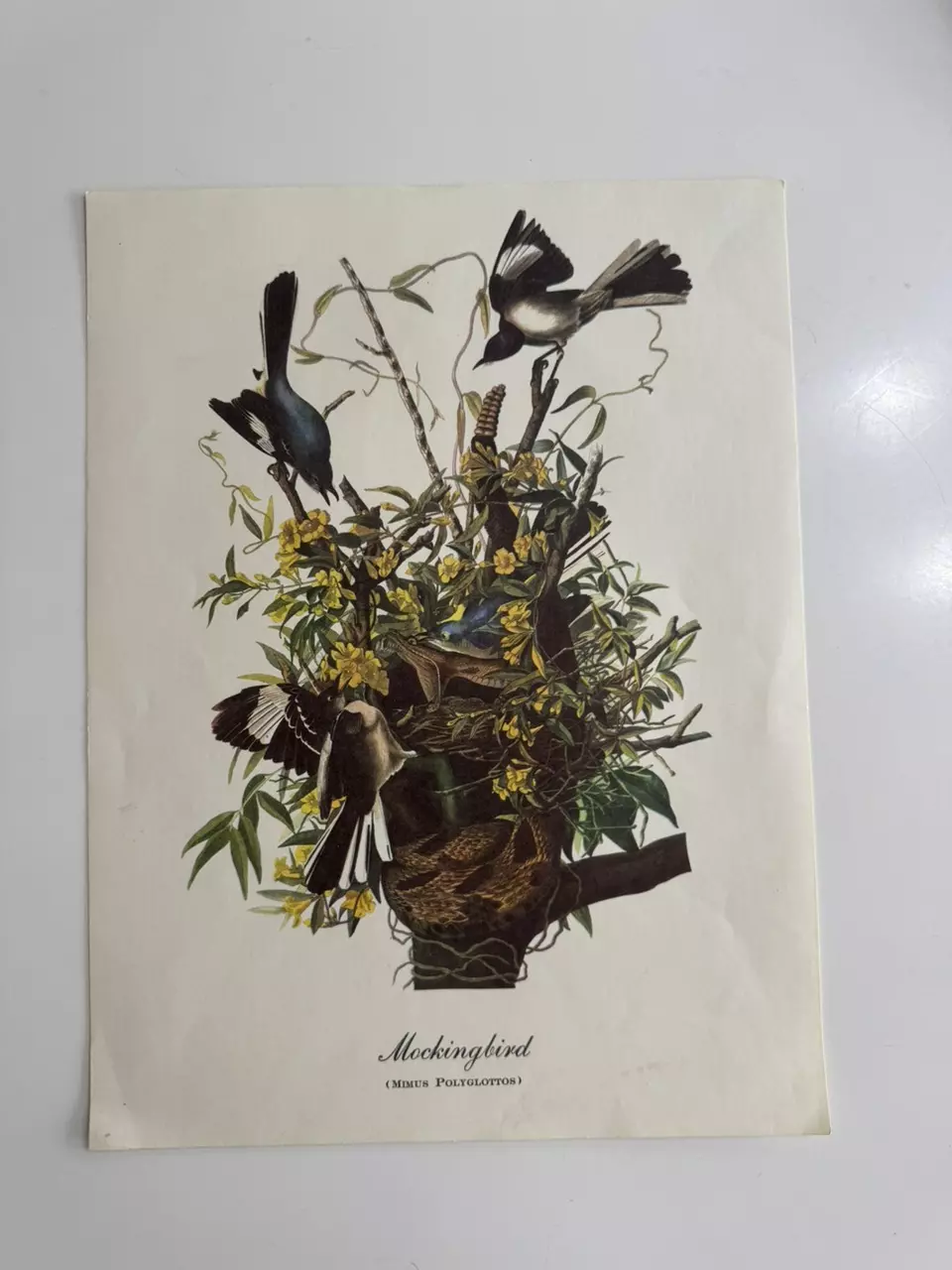 plant/Audubon Mockingbird Art Print 9" x 12" Vintage 1970-0
