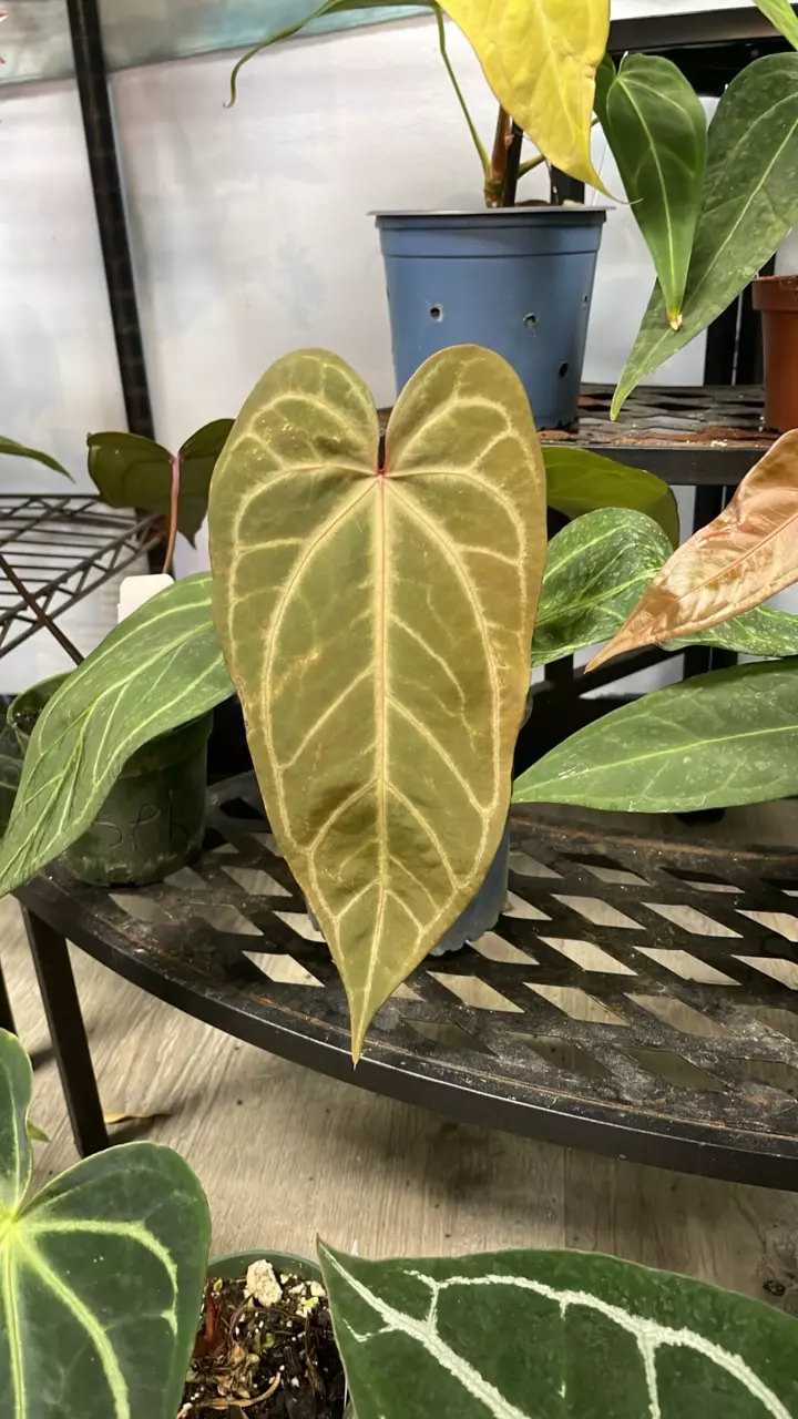 plant/TALL/Moodeanum x Barry’s Blue Velvet - 5” - (BAR)-0