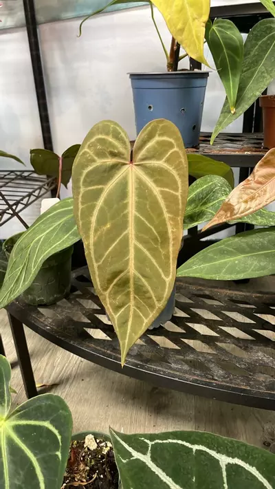 plant/TALL/Moodeanum x Barry’s Blue Velvet - 5” - (BAR)-0-thumbnail