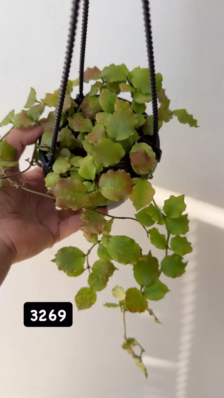 plant/3269 Endauensis sunstressed-0