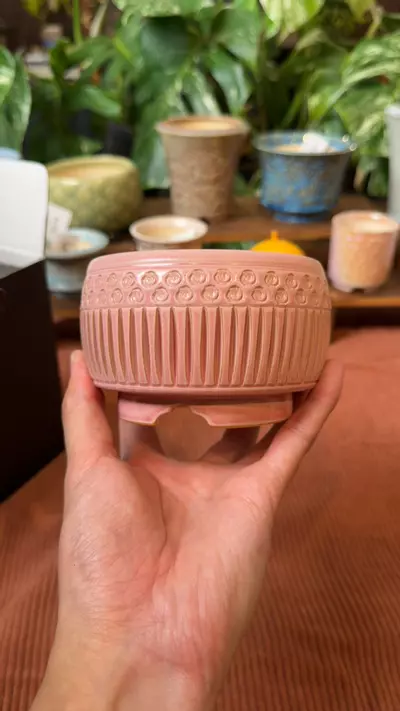 plant/085-0-thumbnail