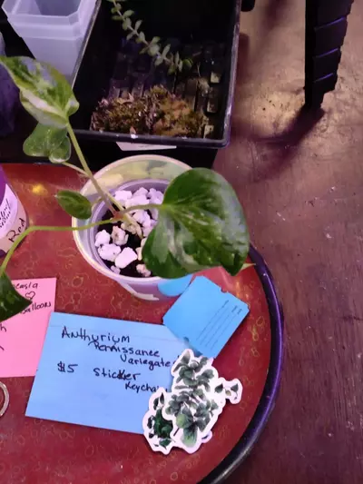 plant/stickers and blue raffle-0-thumbnail