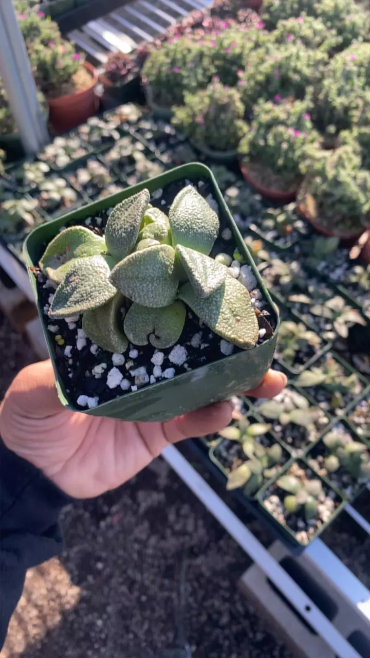 plant/Aloinopsis rubreleanata-0