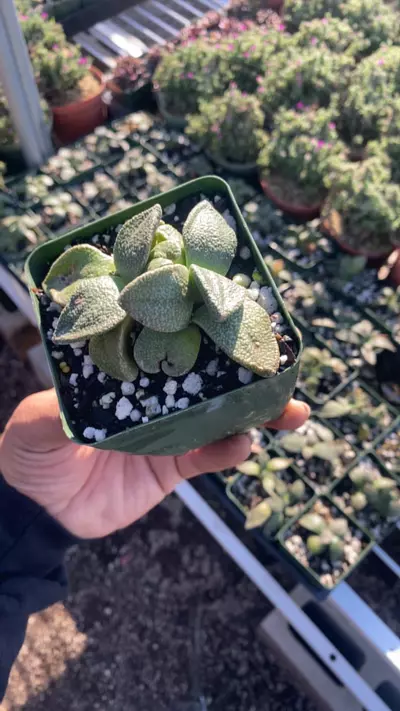 plant/Aloinopsis rubreleanata-0-thumbnail