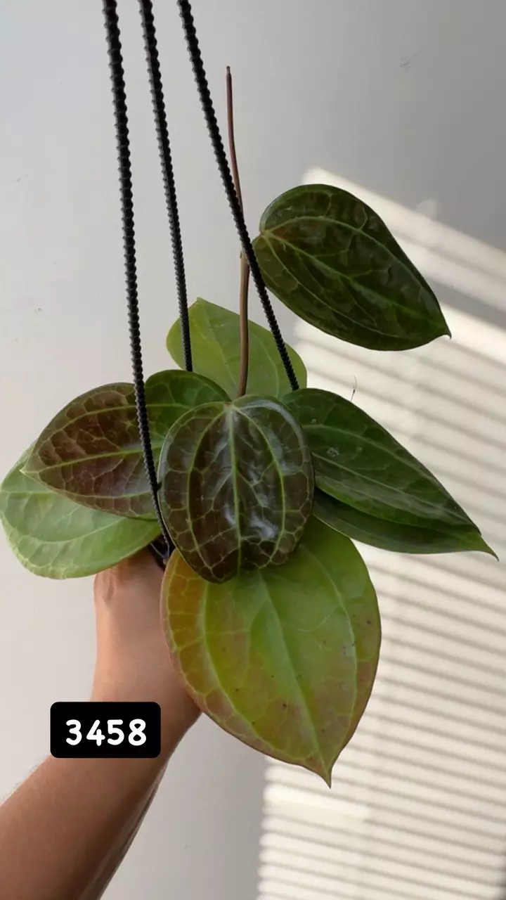 plant/3458 Latifolia Sarawak Sunstressed-0