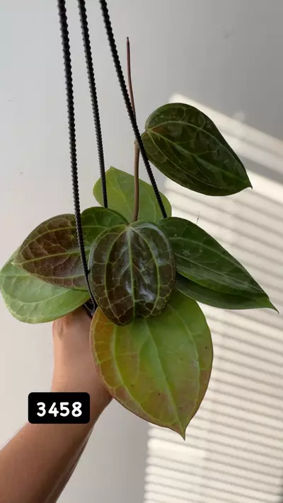 plant/3458 Latifolia Sarawak Sunstressed-0-thumbnail