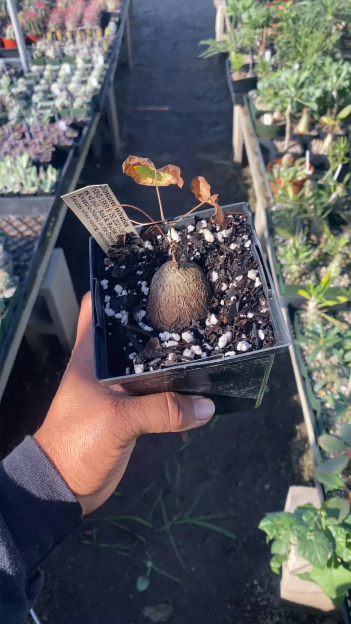 plant/dioscorea sylvatica-0
