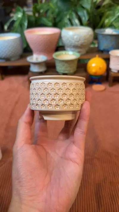 plant/11/23 Pot of the week 1-0-thumbnail