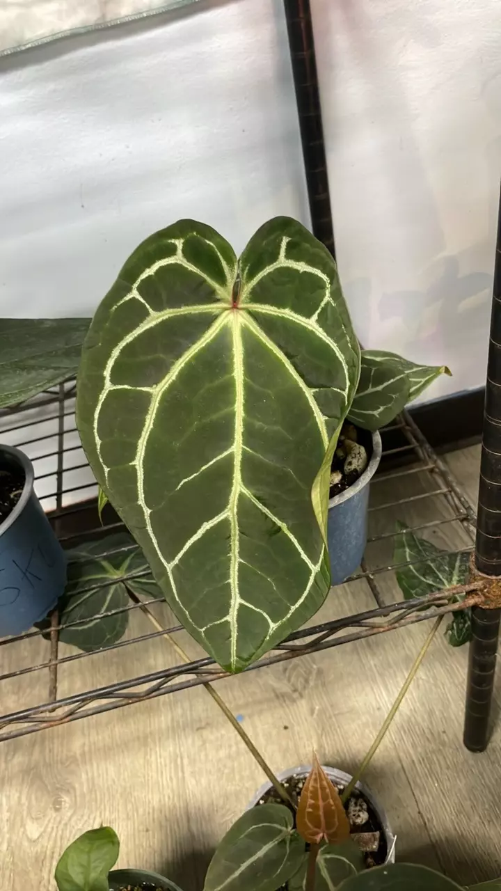 plant/A. AOS/Forgetii x Tezula Red Crystal - 5” - (MDS)-0