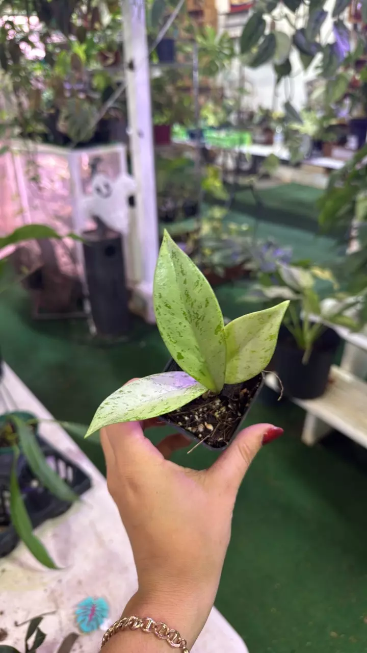 plant/0883 hoya publicalyx silver-0