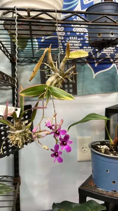 plant/Dendrobium Thai Pearl orchid - Grower’s choice-0-thumbnail