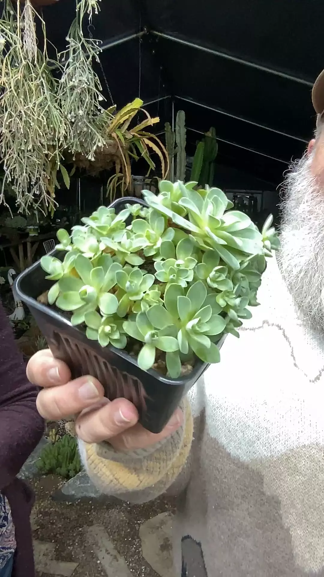 plant/Aeonium Greenovia Dodrantale 5”-0