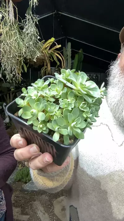 plant/Aeonium Greenovia Dodrantale 5”-0-thumbnail
