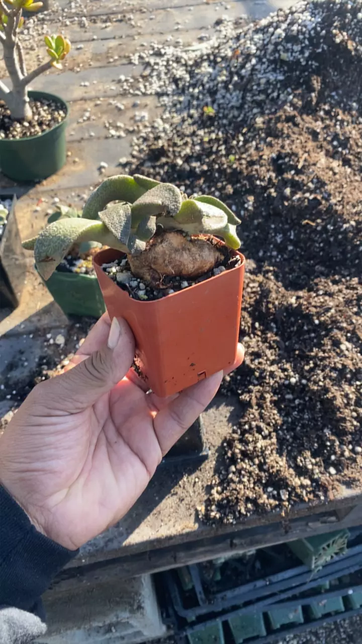 plant/Aloinopsis rubreleanata-0