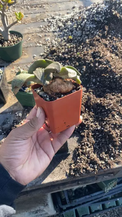 plant/Aloinopsis rubreleanata-0-thumbnail