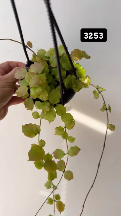 plant/3253 Endauensis sunstressed-0-thumbnail