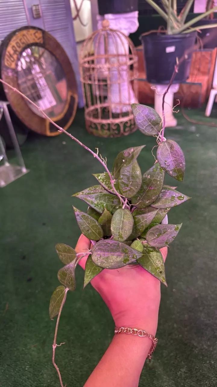 plant/1216 hoya parasitica black margin-0