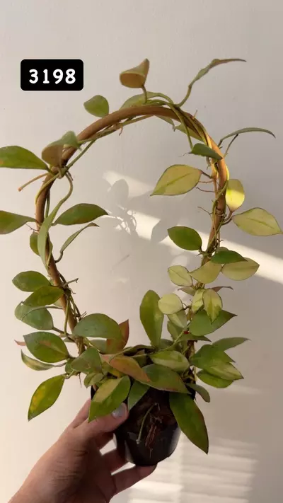 plant/3198 Walliniana var mixed w/ green-0-thumbnail