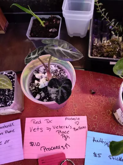 plant/keychain and red raffle-0-thumbnail