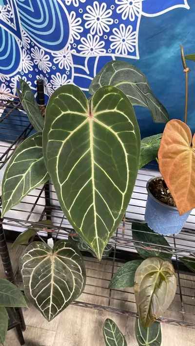 plant/A. Cinnamon Swirl x Red Crystal - 5” - (LDY)-0-thumbnail