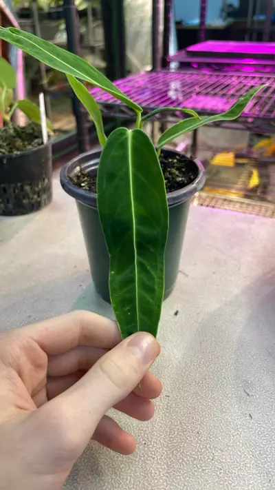 plant/A. Tezula Waroq. Dark and Narrow - 4” - (UNI)-0-thumbnail