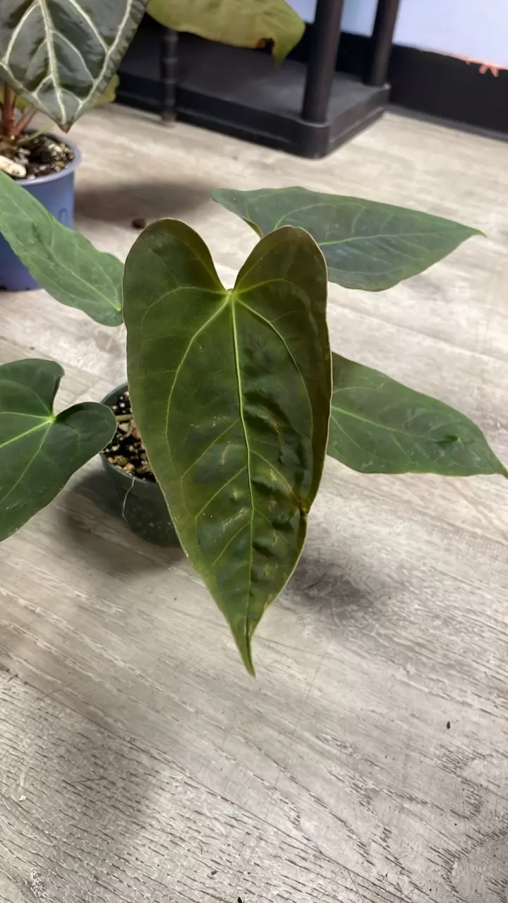 plant/A. Pink Spider x Pap. - 4” - (AWA)-0