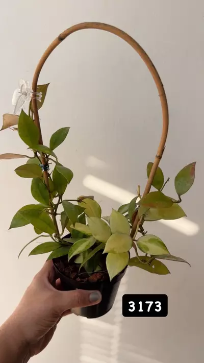 plant/3173 Walliniana var-0-thumbnail