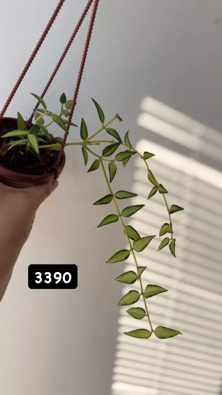 plant/3390 Bella luis bois-0