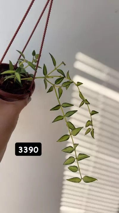 plant/3390 Bella luis bois-0-thumbnail