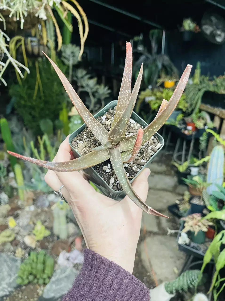 plant/Aloe Suffulta 4”-0