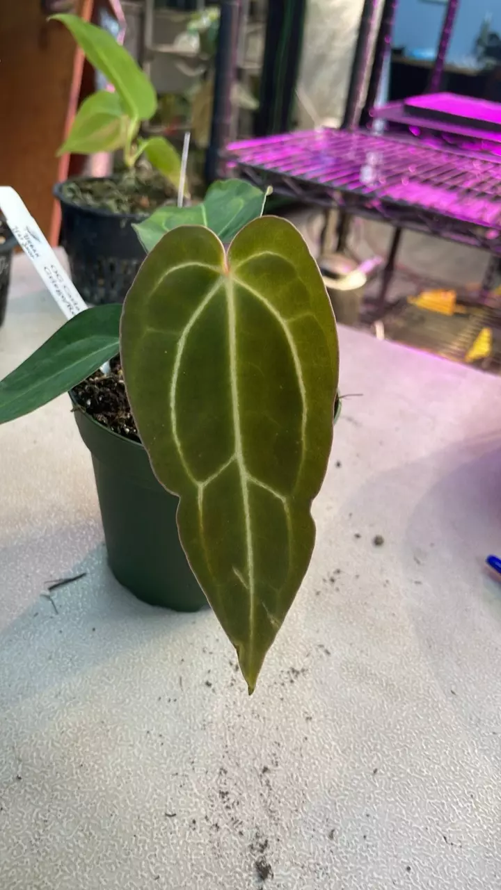 plant/New - OG Carla x Griege/Red Crystal - 4” - (TIX)-0