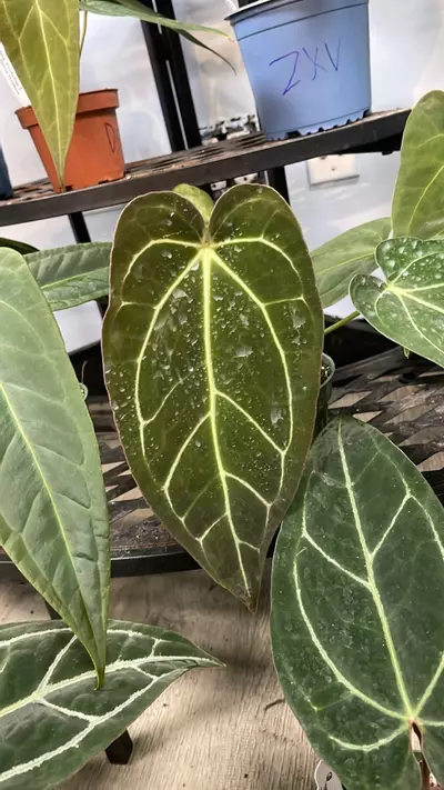 plant/A. OG Carla x Griege/Red Crystal - 4” - (JMP)-0-thumbnail