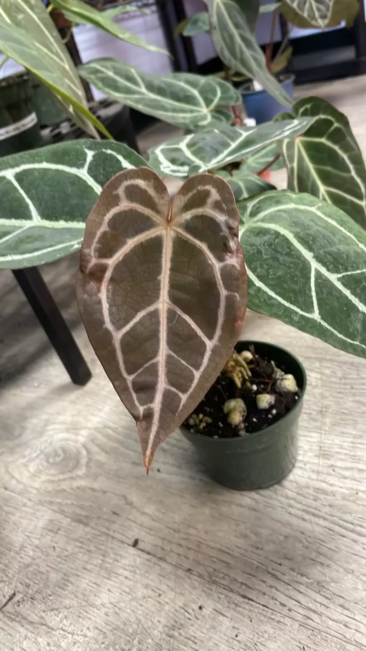 plant/A. Tim’s Black/Villenaorum x Tezula Red Crystal - 4” - (RTA)-0