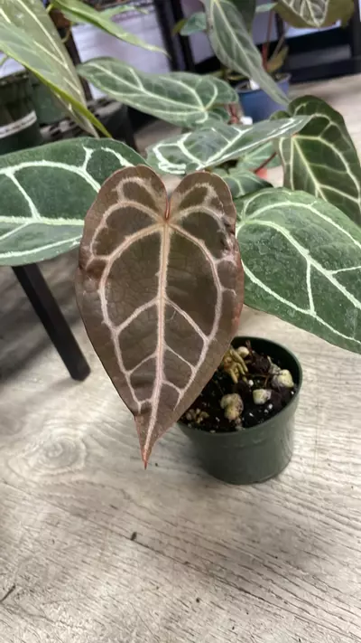 plant/A. Tim’s Black/Villenaorum x Tezula Red Crystal - 4” - (RTA)-0-thumbnail