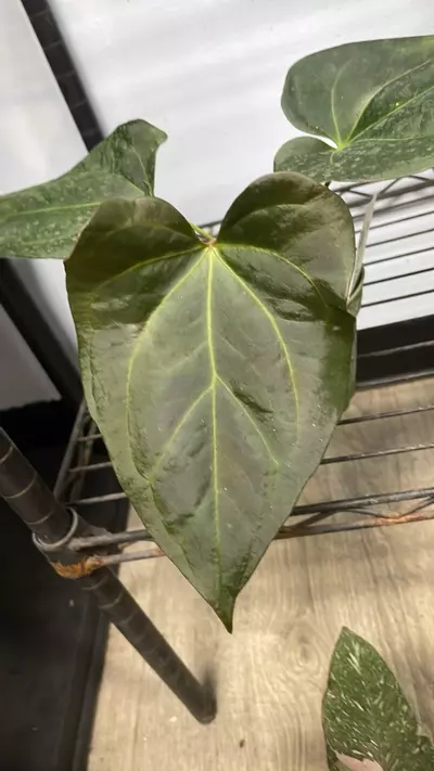 plant/RA Cerro Pap/TA Regale x Tim’s Black - 4” - (DON)-0-thumbnail