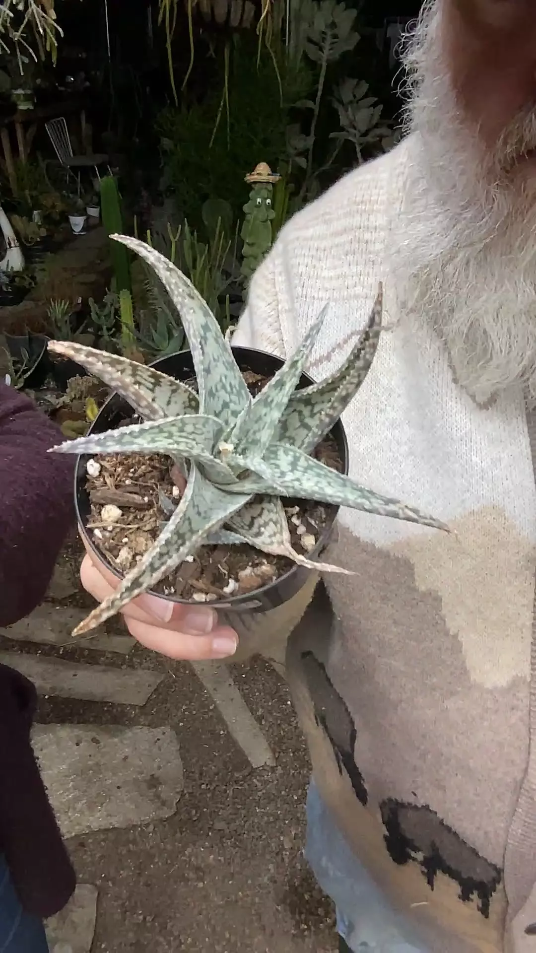 plant/Aloe White Beauty 3”-0