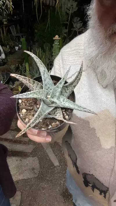 plant/Aloe White Beauty 3”-0-thumbnail