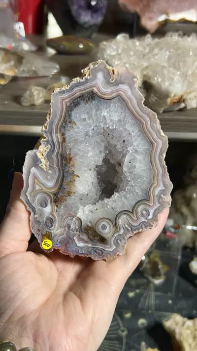 plant/Laguna Agate-0-thumbnail