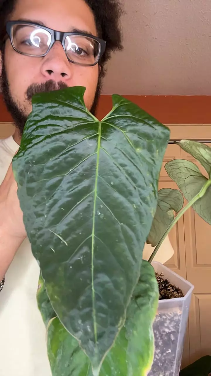 plant/pap a+ x huanaco velvet-0