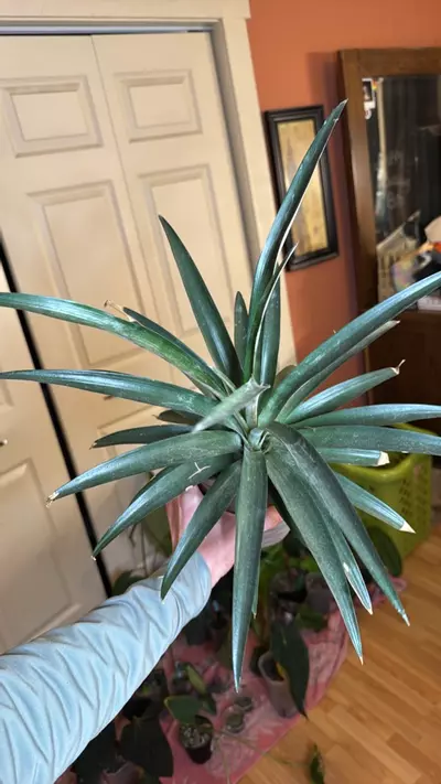 plant/pineapple-0-thumbnail