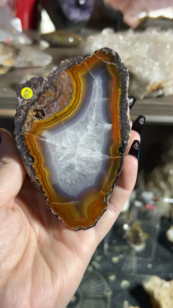 plant/Laguna Agate-0