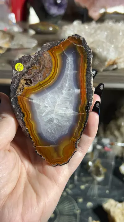 plant/Laguna Agate-0-thumbnail