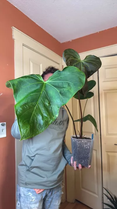 plant/yasuni heart-0-thumbnail